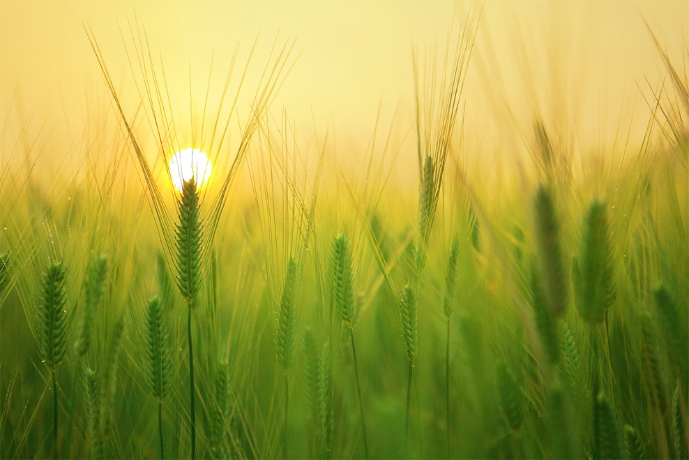 plantaciones -Agronica