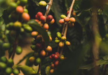 Conozca más de la historia del café en Nicaragua
