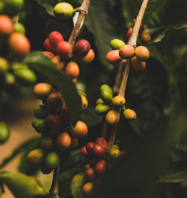Conozca más de la historia del café en Nicaragua