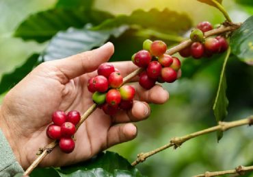 ¿DÓNDE SE PRODUCE CAFÉ EN NICARAGUA?